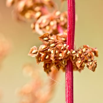 A plant with a red stem and yellow seeds attached to its leaves