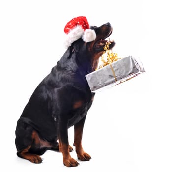 purebred rottweiler sitting with gift and woman in a red dress