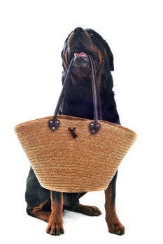 purebred rottweiler sitting with basket isolated over white background