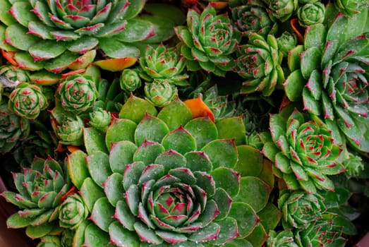 background with common houseleek, close up. Sempervivum tectorum