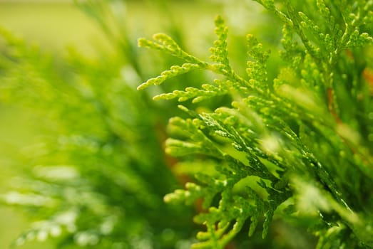 background with green plants in garden. close up