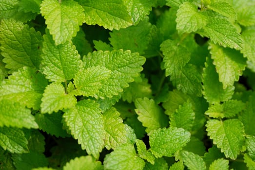 background with green leafs in garden. close up