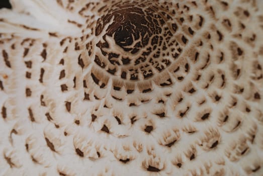 close up of the mushroom sunstroke