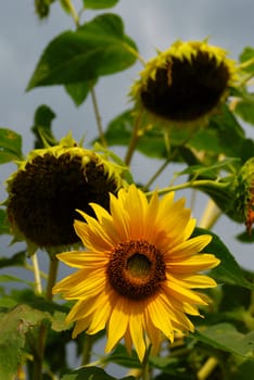 three sunflowers in field and sky. sunlight