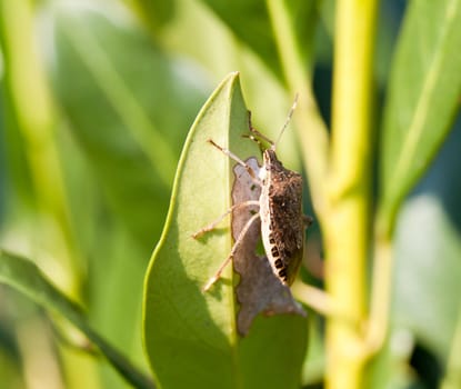 Shield bug on the leaf of a bush