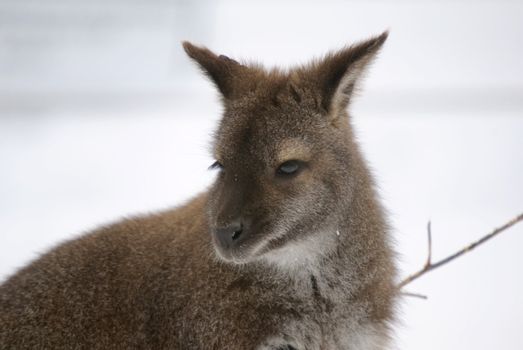 Picture of a kangaroo in the snow in winter