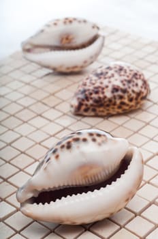 Cowrie shells on mosaic tiles