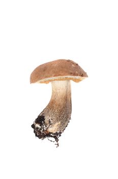 Studio shot of boletus isolated on white
