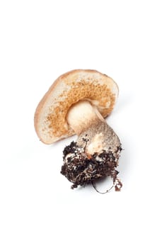 Studio shot of boletus isolated on white