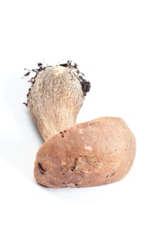 Studio shot of boletus isolated on white