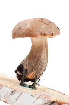 Studio shot of boletus isolated on white