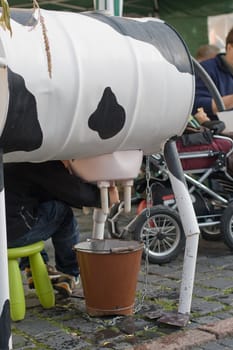 A young boy learns how to milk a cow