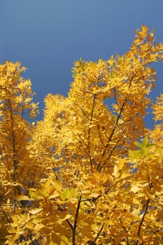 Color of fall.  Tree at fall