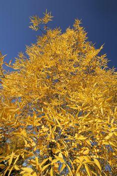 Yellow leaves on a tree on a fall day