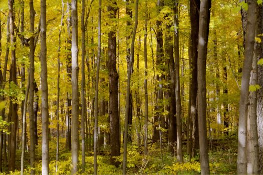 Forest full of yellow autumn colored leaves and vertical tree trunks.