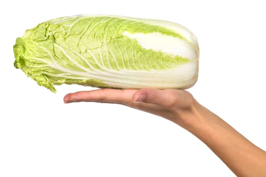 Hand holding napa cabbage isolated on a white background