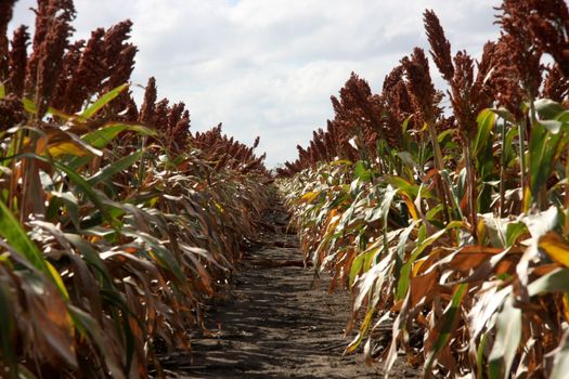 Trail between the crops in a cotton field