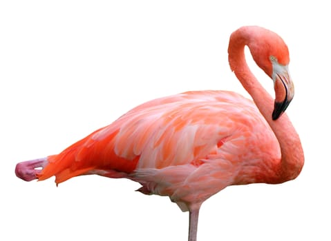 Isolated pink flamingo standing on one foot