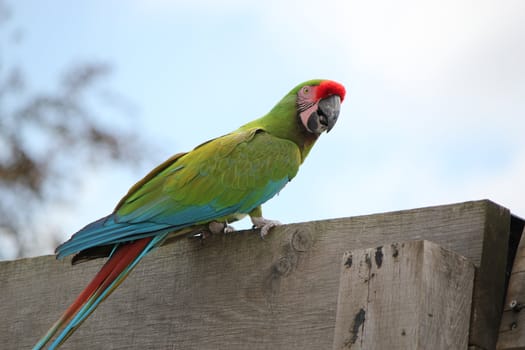 Colorful military macaw standing on a wood wall