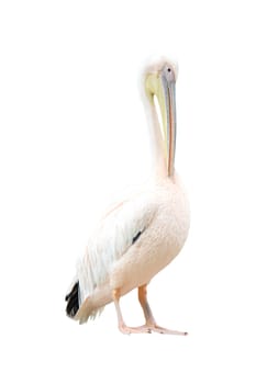 Isolated quiet white pelican standing