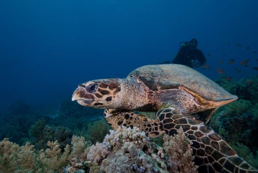 Hawksbill turtle (Eretmochelys imbricata), Endangered, swimming over the coral reef. Ras Mohammed national park. Red Sea, Egypt.