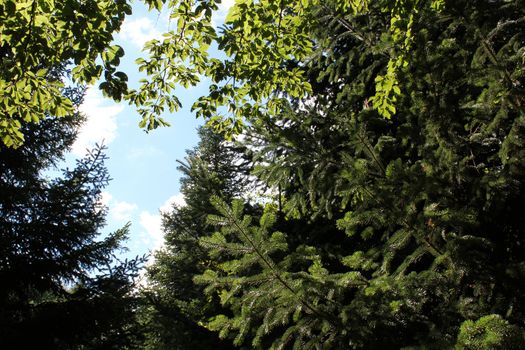 Hole with sky and clouds between branches and green leaves of many trees in the forest