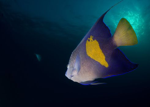 Rear view of a Yellowbar angelfish (Pomacanthus maculosus) on a blue background, Red Sea, Egypt.