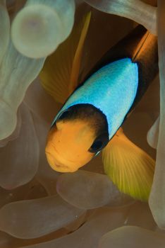 Red Sea Anemonefish (Amphiprion bicinctus) in its' host, the Bubble anemone (Entacmaea quadricolor). Red Sea, Egypt.