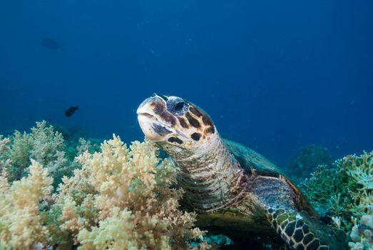 Hawksbill turtle (Eretmochelys imbricata), Endangered, swimming over the coral reef. Ras Mohammed national park. Red Sea, Egypt.