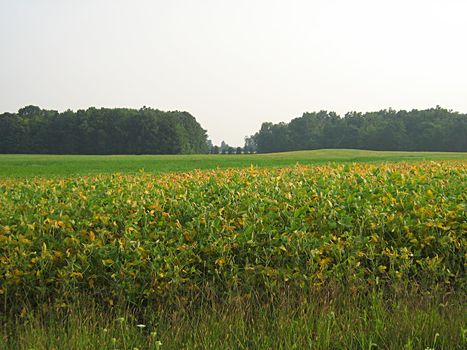 A photograph of a field of crops.