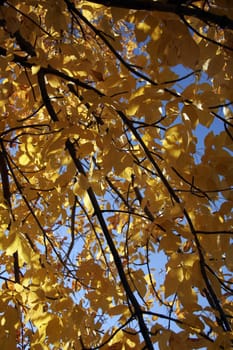 Yellow leaves on a tree