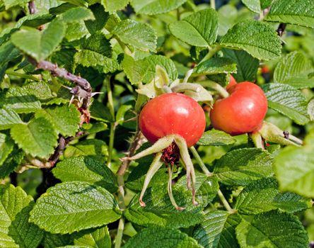 antioxidant, autumn, backgrounds, berry, bush, close-up, color, crop