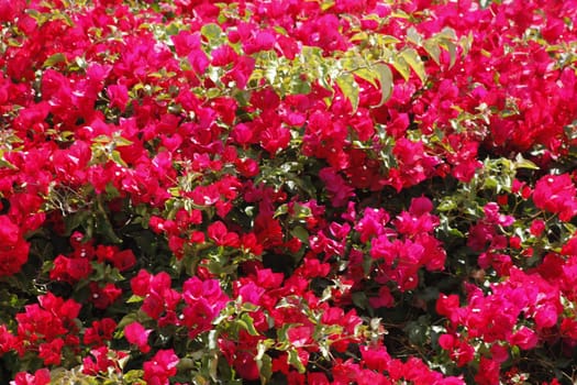 Beautiful red flowers on the field