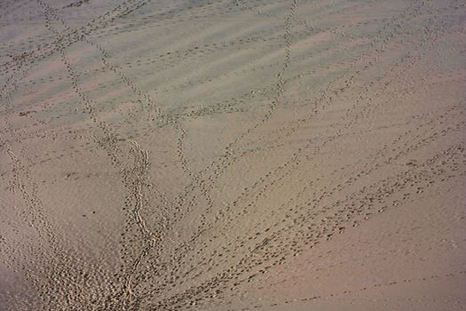 Assorted prints in the sand