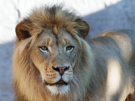 Close up of lions head looking to the right with a concrete background