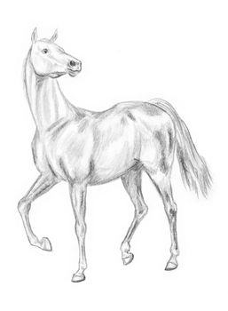 Walking horse pencil drawing, hand-drawn.