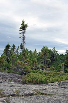 Northern coniferous forest. Quebec, Canada.