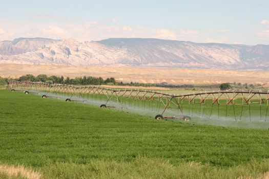 Irrigation sprinklers on the farm