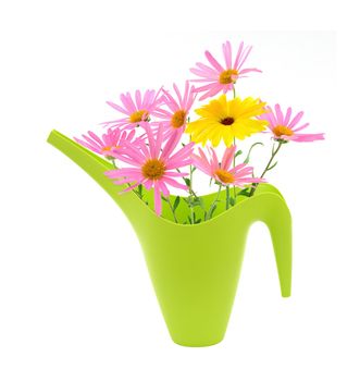 Bouquet of daisies in a green watering can, isolated on white.
