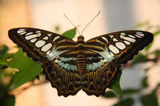 Monarch butterfly on a green leaf