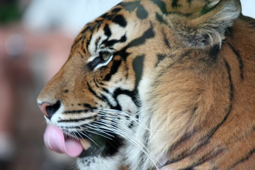 Tiger head close up