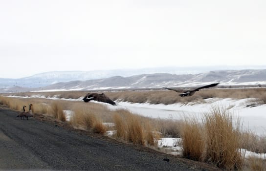 Canada Goose.  Photo taken at Lower Klamath National Wildlife Refuge, CA.