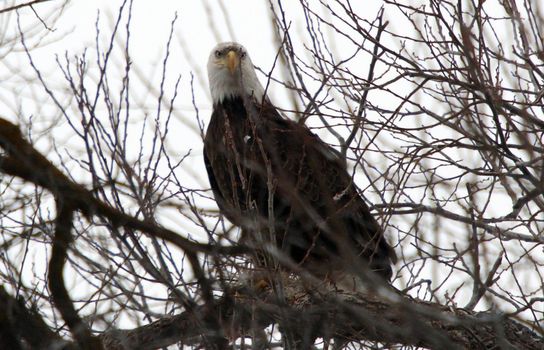 Bald Eagle.  Photo taken at Lower Klamath National Wildlife Refuge, CA.