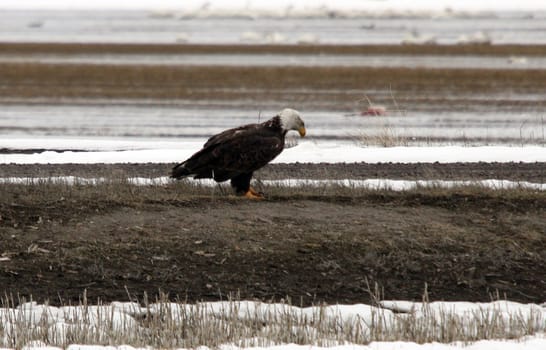 Bald Eagle.  Photo taken at Lower Klamath National Wildlife Refuge, CA.