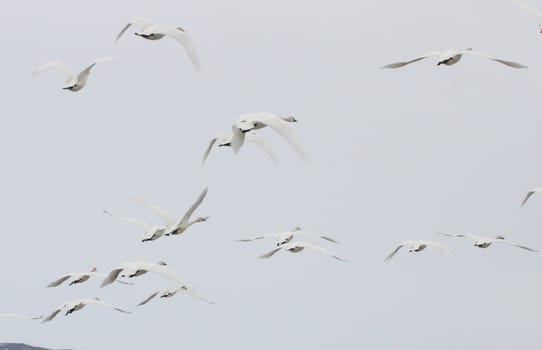 Tundra Swan.  Photo taken at Lower Klamath National Wildlife Refuge, CA.