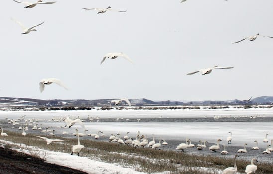 Tundra Swan.  Photo taken at Lower Klamath National Wildlife Refuge, CA.