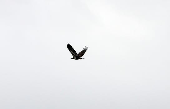 Bald Eagle.  Photo taken at Lower Klamath National Wildlife Refuge, CA.