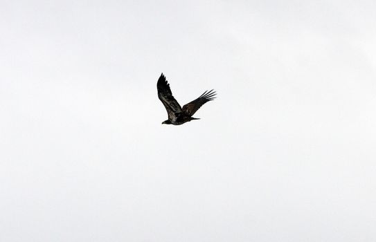 Bald Eagle.  Photo taken at Lower Klamath National Wildlife Refuge, CA.