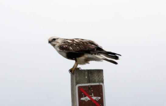 Rough Legged Hawk.  Photo taken at Lower Klamath National Wildlife Refuge, CA.