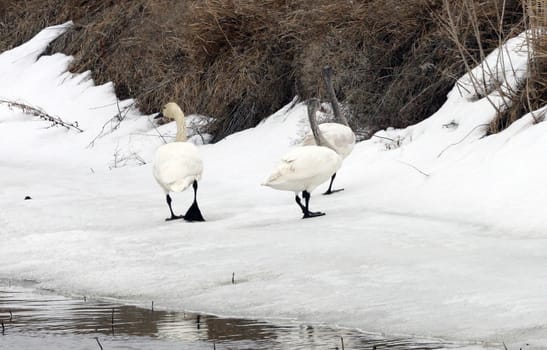 Tundra Swan.  Photo taken at Lower Klamath National Wildlife Refuge, CA.